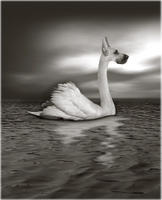 Swan Song