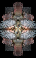 Cardinal Montage, No. 1