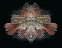 Cardinal Montage, No. 2