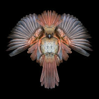 Cardinal Montage, No. 3