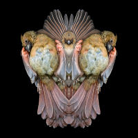 Cardinal Montage, No. 4