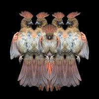 Cardinal Montage, No. 5