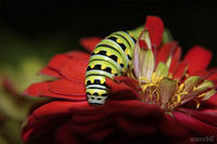 PAPILIO POLYXENES, Black Swallowtail Caterpillar