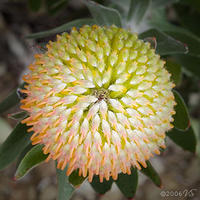 PROTEA, No. 1